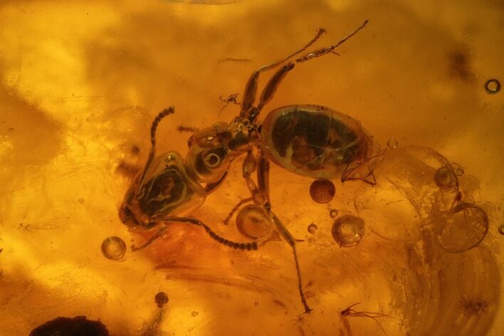 Fossil Ant (Formicidae) In Baltic Amber #139070